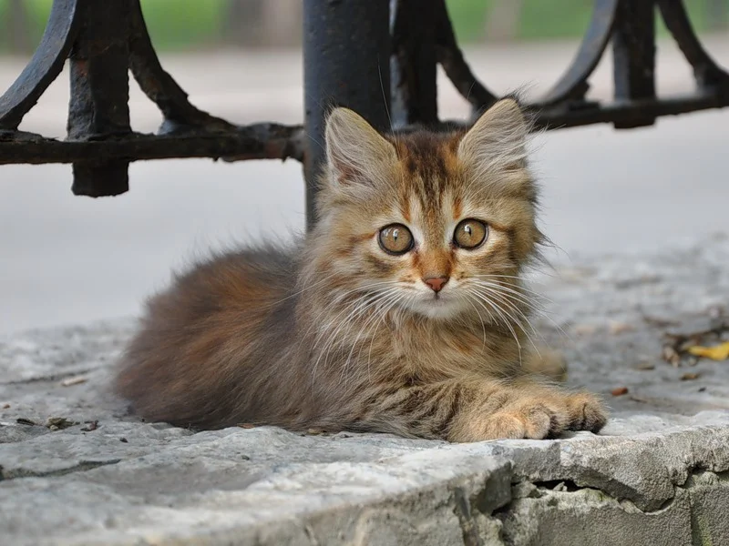 Бездомный кот. Брошенный котенок. Котенок на улице. Красивые бездомные котята.