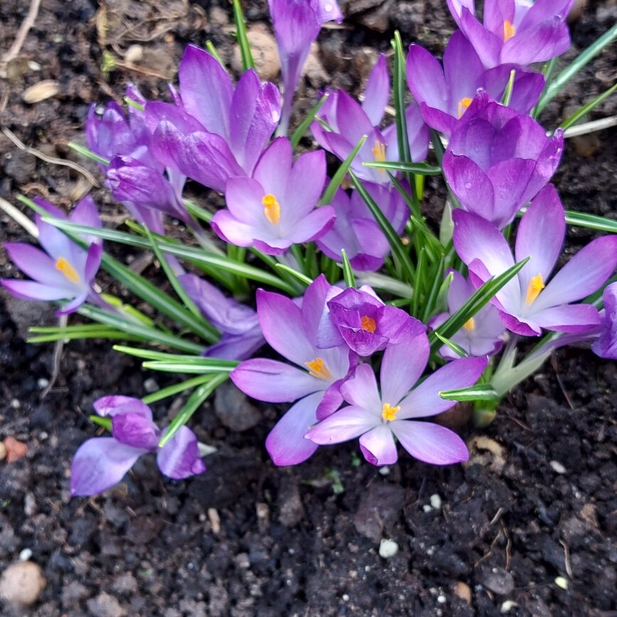 раскрылись навстречу солнцу и новой жизни.