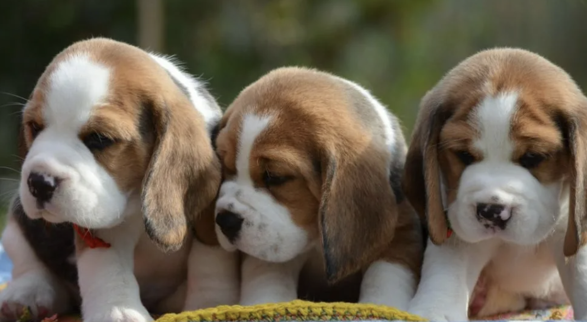 щенки бигель. порода собак бигль. бигль карликовый. бигль собака. щенки породы бигль.