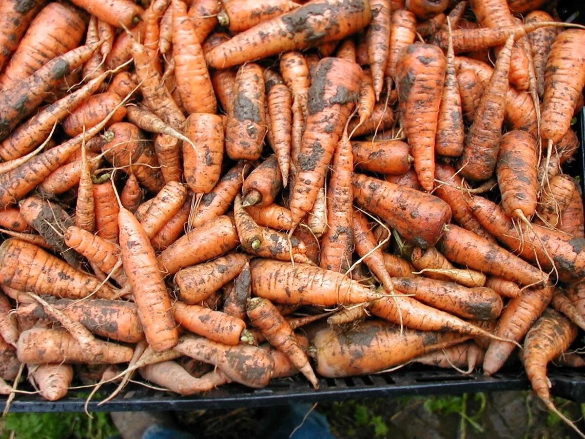 Большое количество моркови