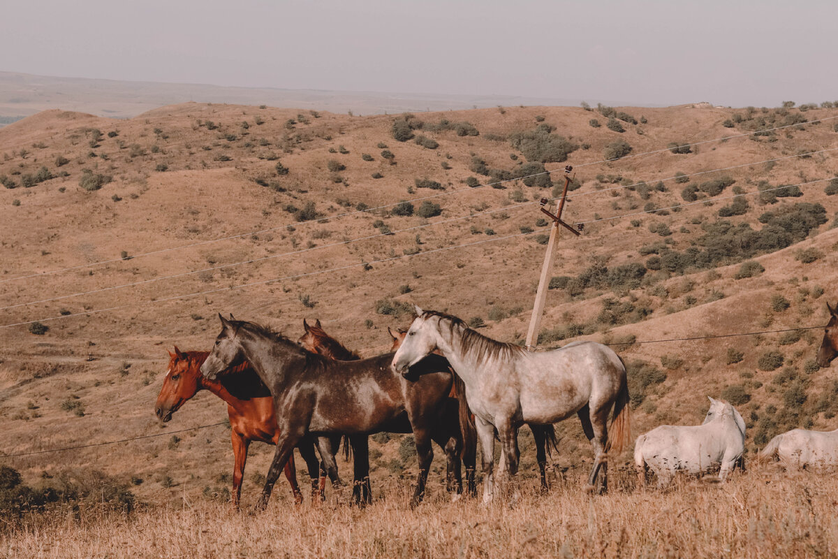 Терская порода лошадей названа в честь Терского конного завода, на котором была выведена.