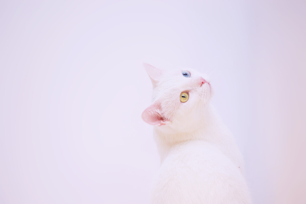 Фото автора Dids: Pexels