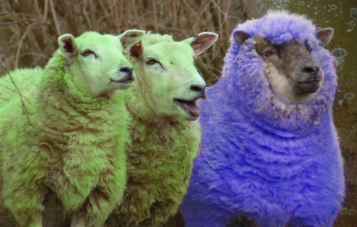 Может, это те самые электроовцы, о которых мечтали андроиды Филипа Дика?