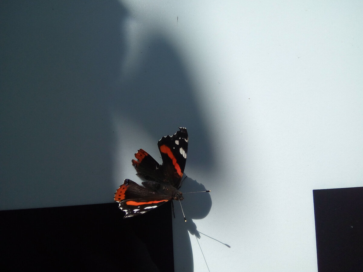 Фото были сделаны в 2018 году на телефон BQ-5059