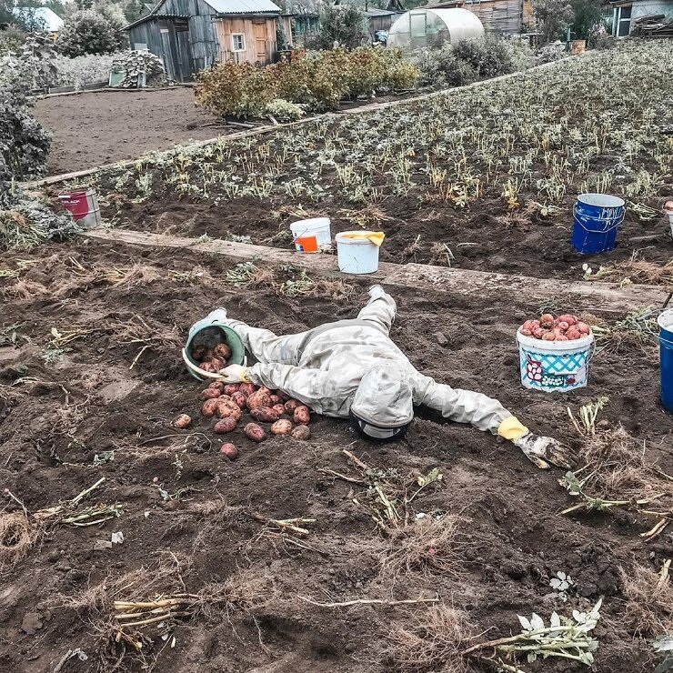 Картинка устала на огороде