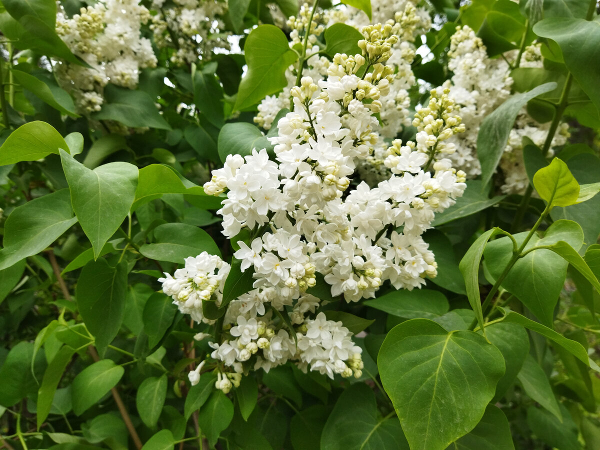 Фото автора. Ветка белой сирени - для вас.