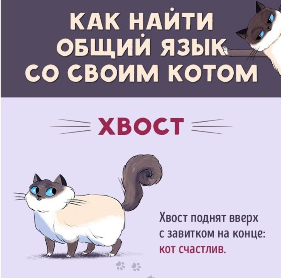 Кошачий язык в картинках