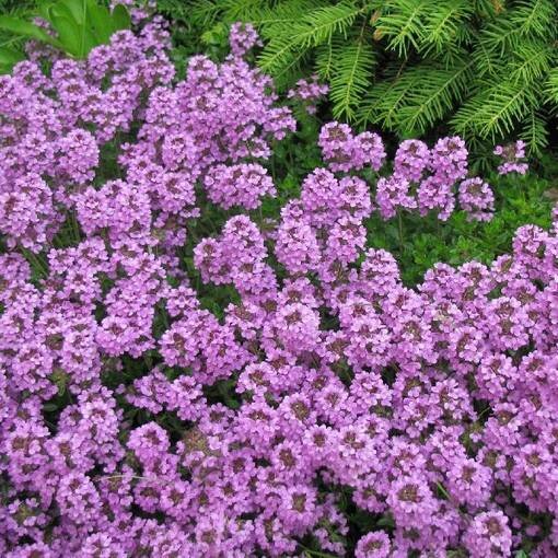 Фото - соцсети