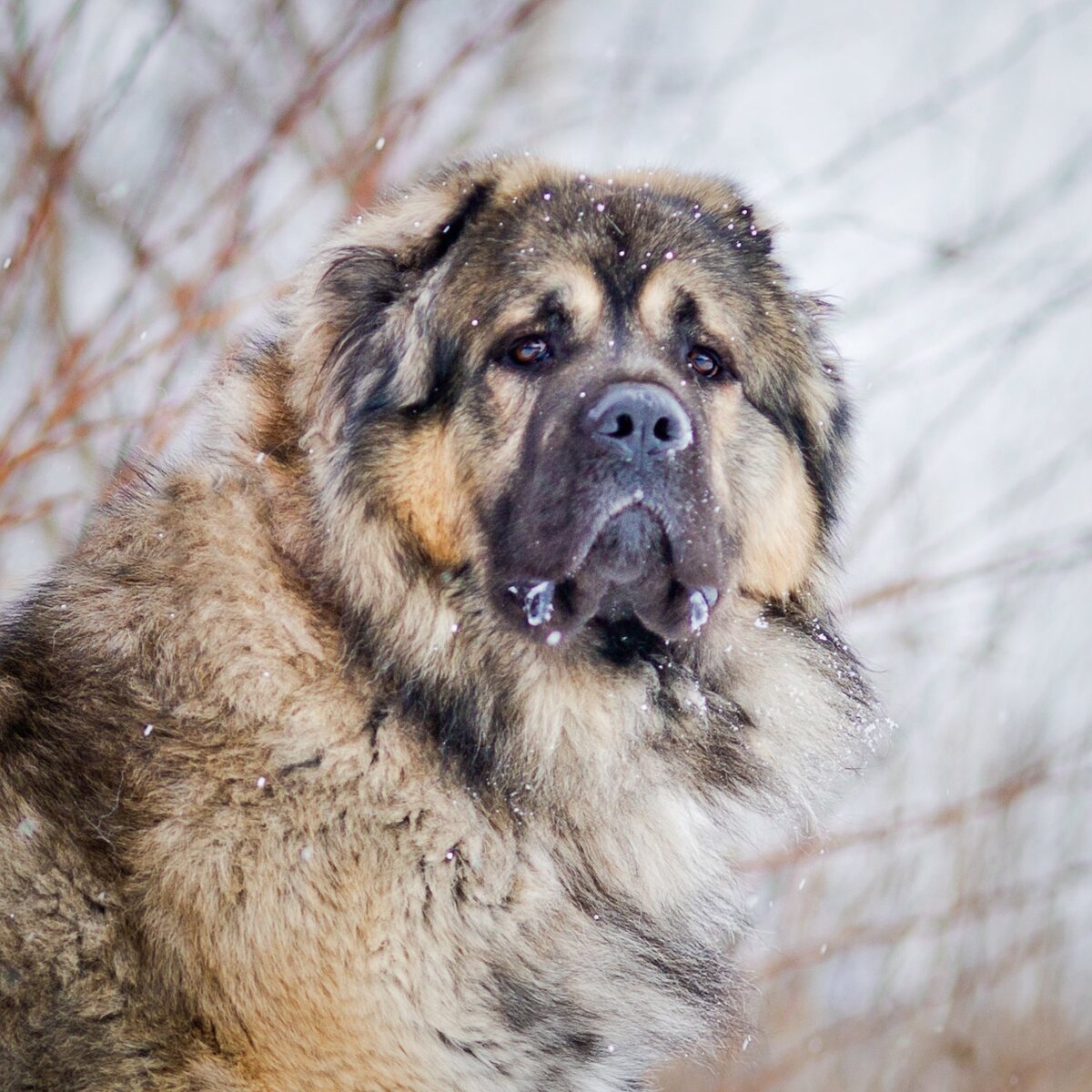 Кавказская овчарка зарычала на хозяина, ЧТО делать? | Dudusik Dog | Дзен