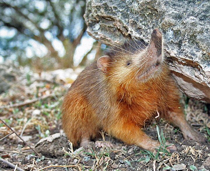 Гаитянский щелезуб Solenodon paradoxus
