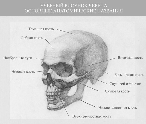 Строение черепа