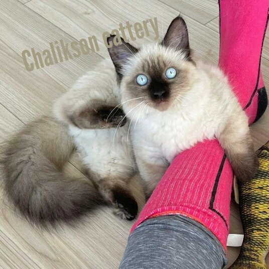Да, и такие котята тоже есть в нашем питомнике кошек ЧАЛИКСОН. На фото коротколапая девочка породы манчкин. Уехала на ПМЖ в Америку в 2021году.