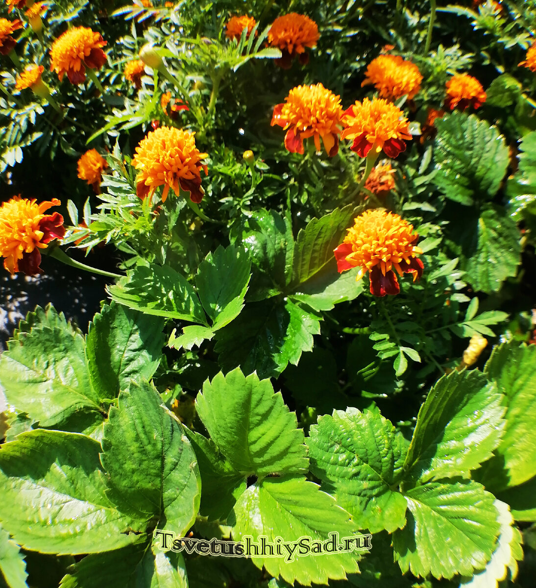 Бархатцы и клубника в начале августа