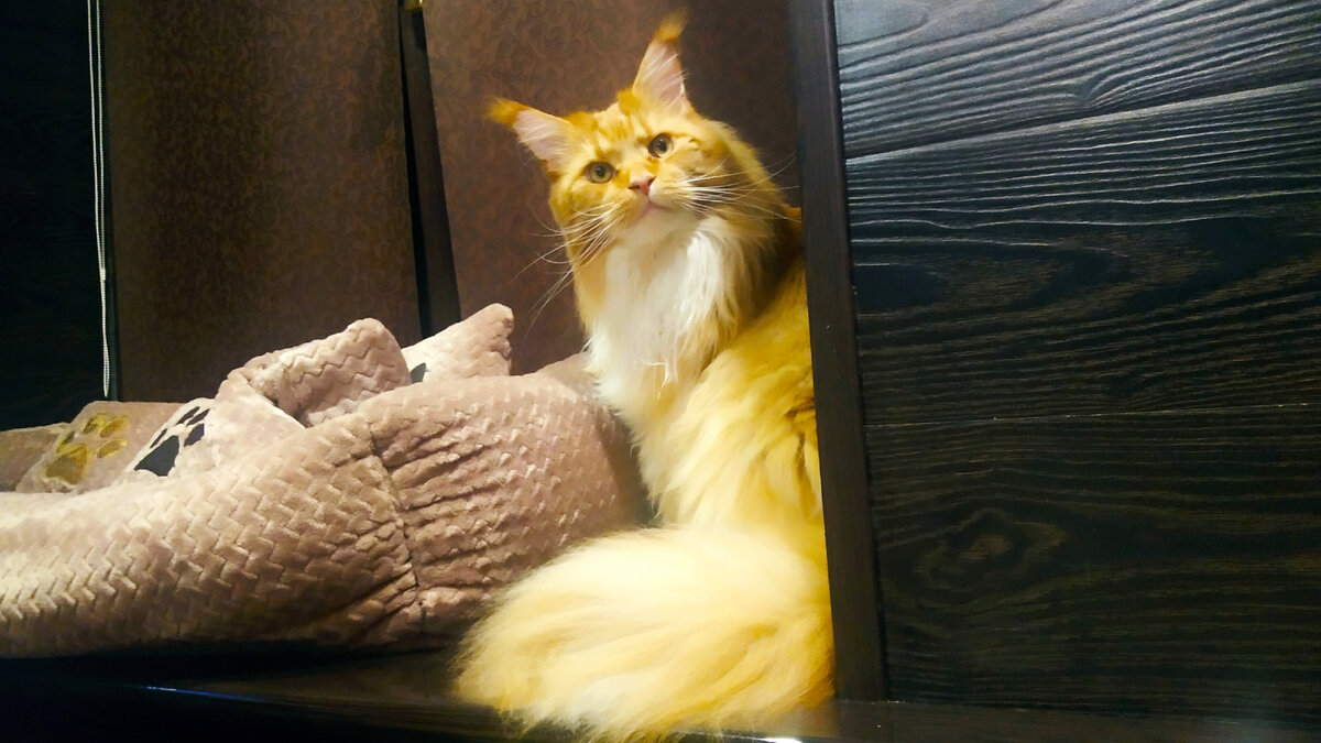 Мейн кун Степа.