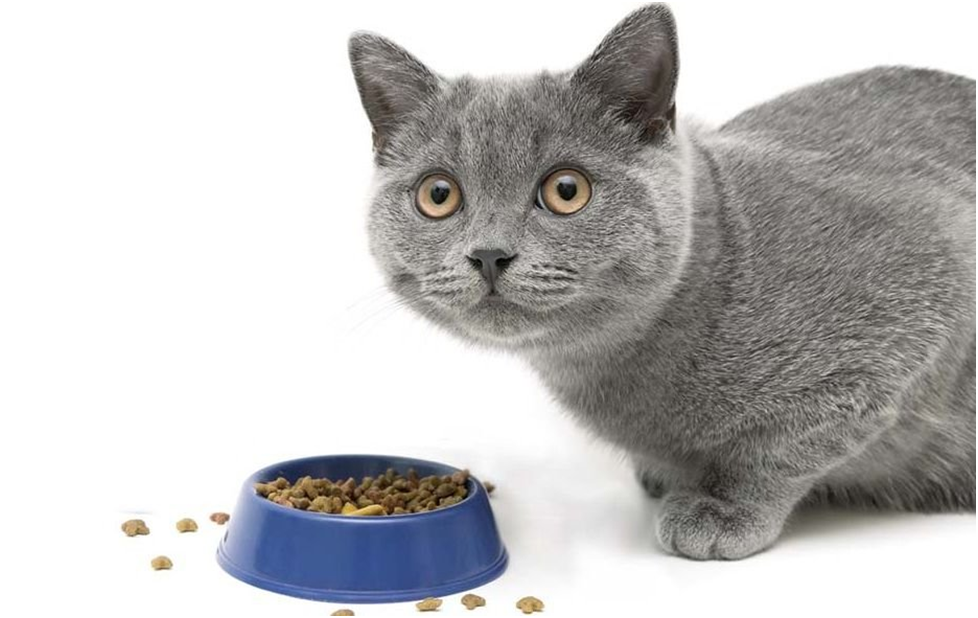 Дай корм. Корм для кошек. Миска для кошек. Миска для корма кошек. Котик с кормом