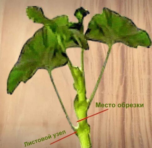 Общая схема обрезки ствола.