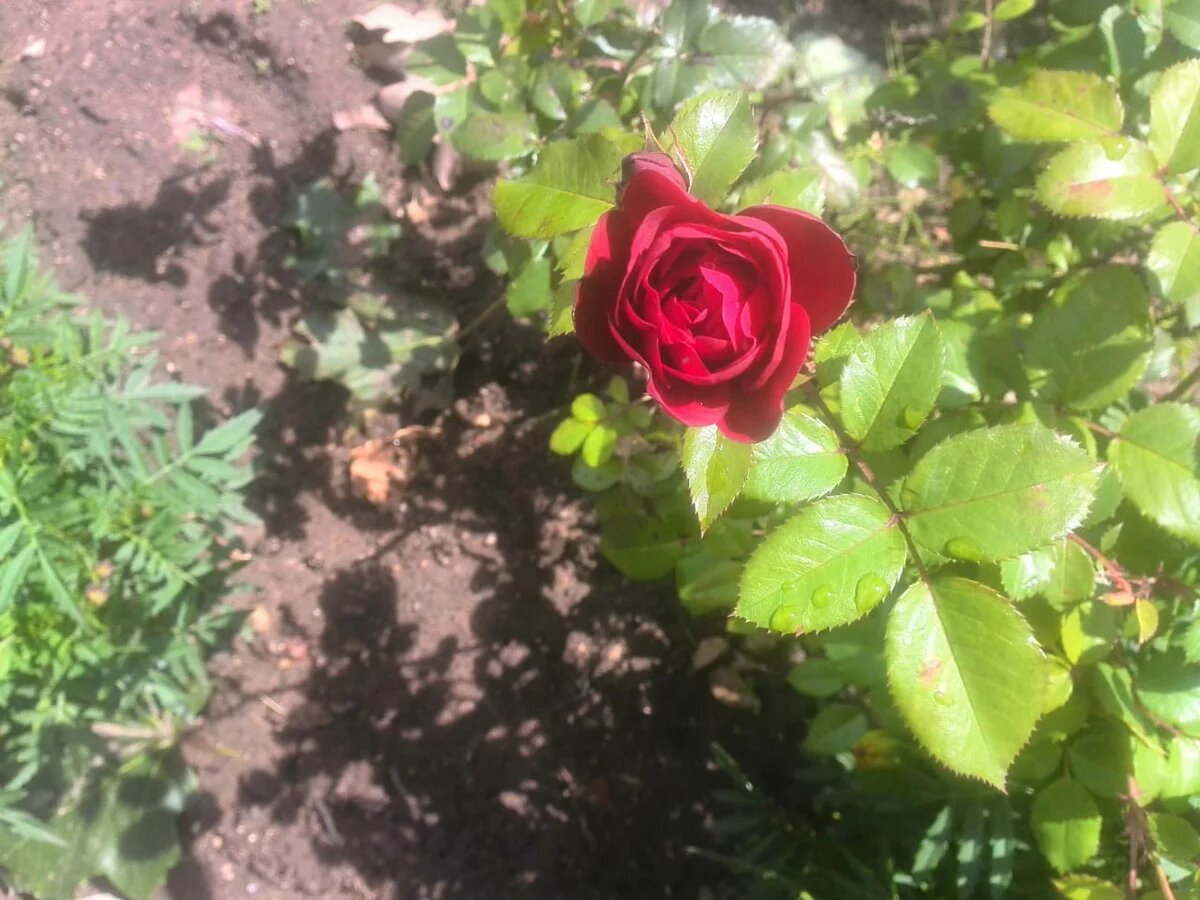 Роза в цвету.