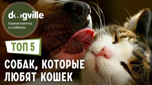 ТОП 5 Пород собак, которым НРАВЯТСЯ кошки