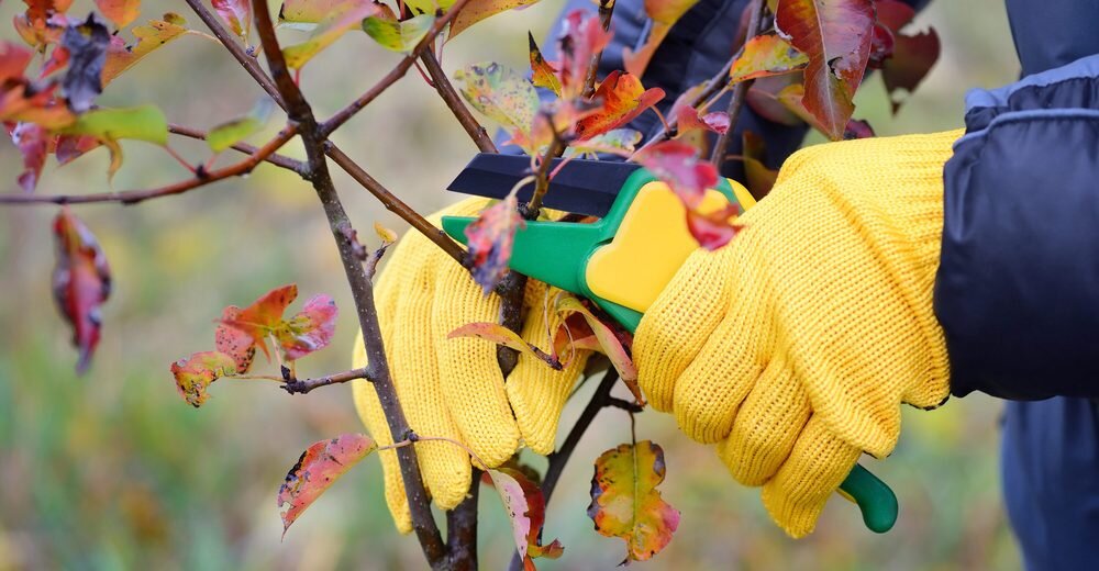 Подготовка сада к Зимнему периоду 