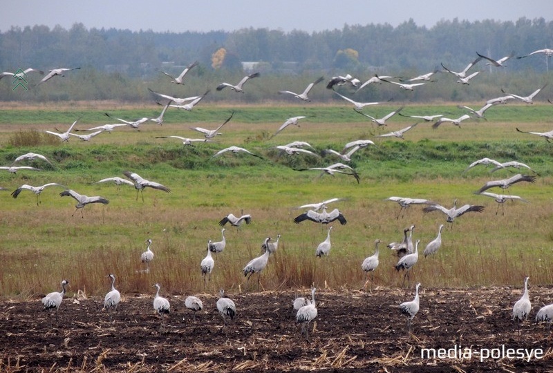 Улитают на юг журавли... Трогательные моменты прощания