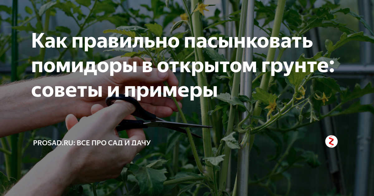 Пасынкование помидор в теплице пошагово для начинающих схема и описание фото пошагово