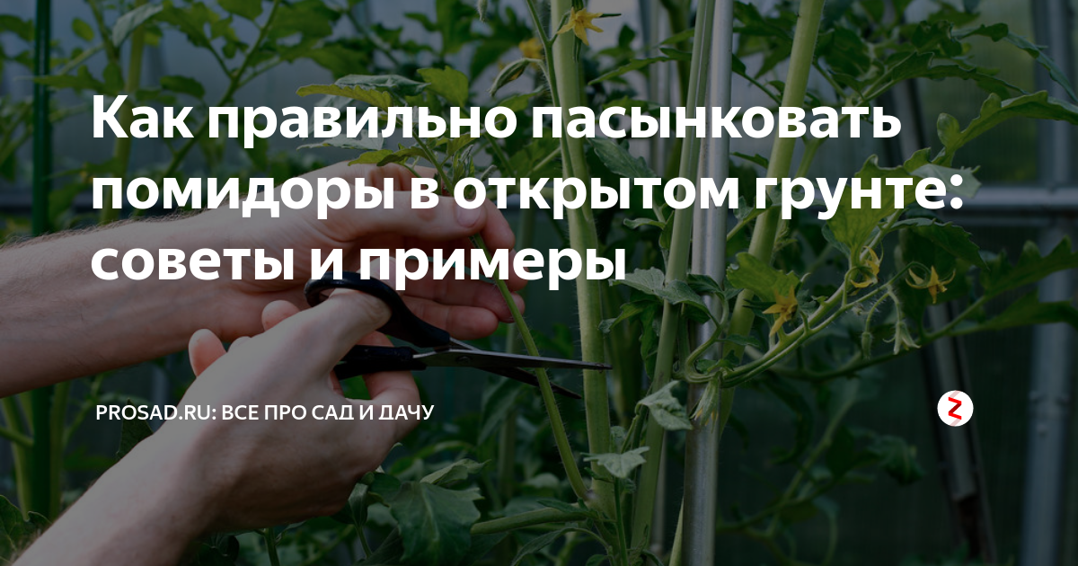 Пасынкование помидор в открытом грунте. Пасынкование томатов. Пасынкование помидор. Пасынкование томатов в открытом грунте. Как пасынковать помидоры в открытом грунте.