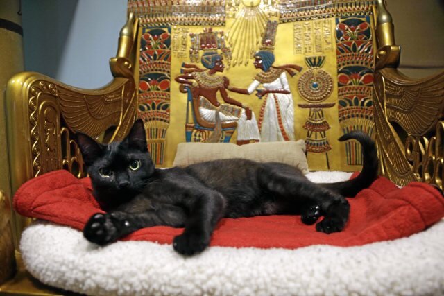 Если кошка занимала трон, то её не спешили сгонять