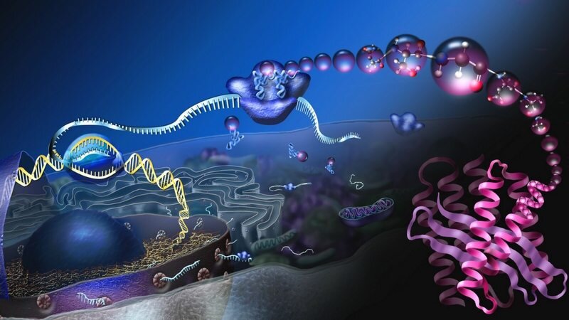 На данном изображении схематично представлен синтез белка при помощи молекулы РНК