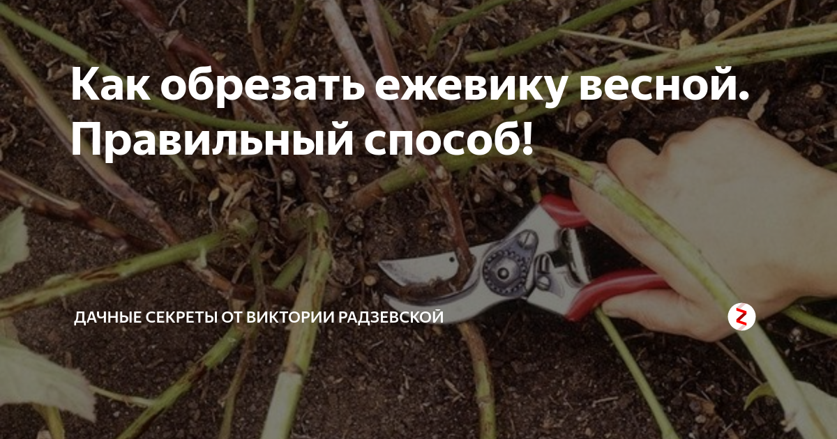 Как правильно укрывать Ежевику на зиму? Ранчо Линча Дзен