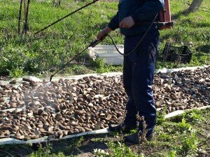 Если семенной материал отобран правильно, то проблемы с вредителями останутся в прошлом. Картофель больше всего страдает от: