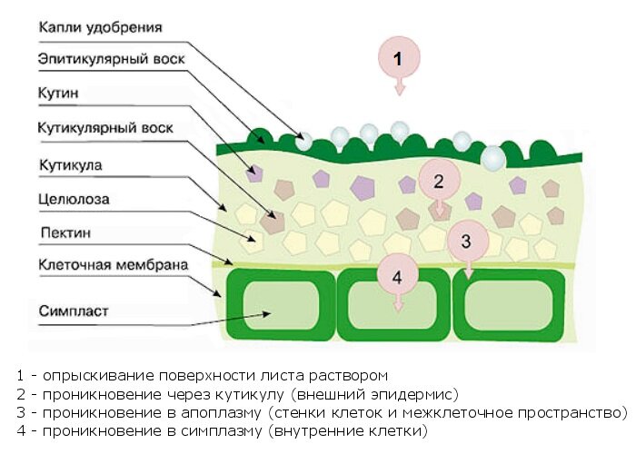 Кутикула у растений