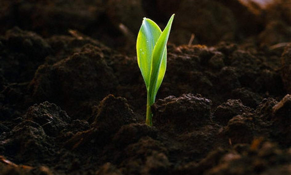 Чернозем – по изначальному составу лучший среди грунтов, но и его рано или поздно придется удобрять