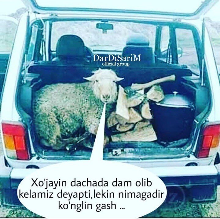 Баран в машине прикол
