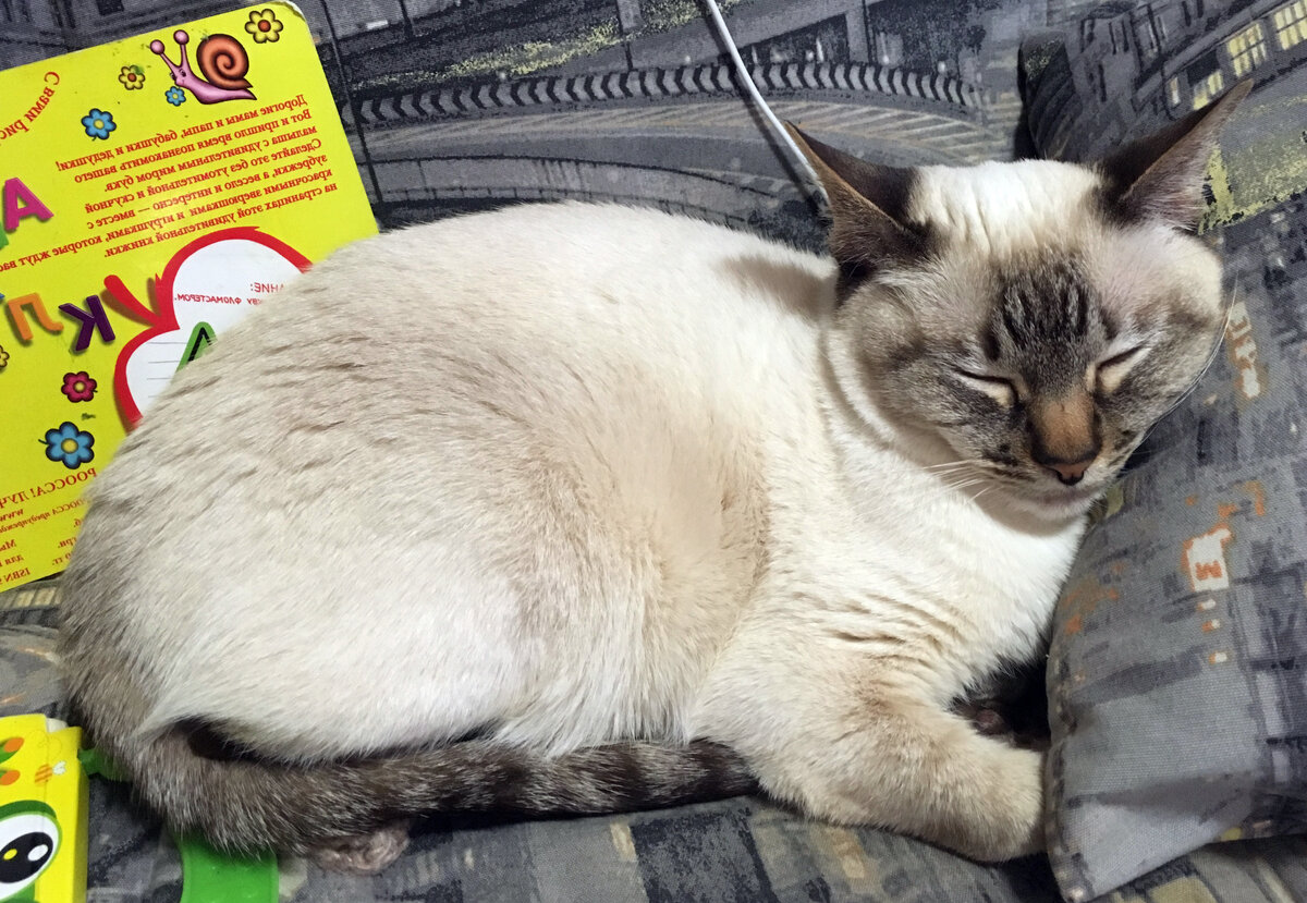 Тайская кошка Ева: уже 9 лет не покидает пределы квартиры. Стерилизована в возрасте 3 лет и горячо любима. 