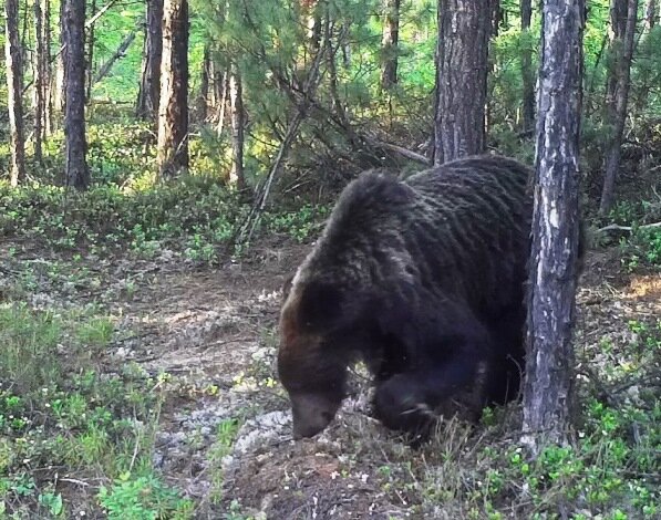 Фото zapovednoe-podlemorye.ru