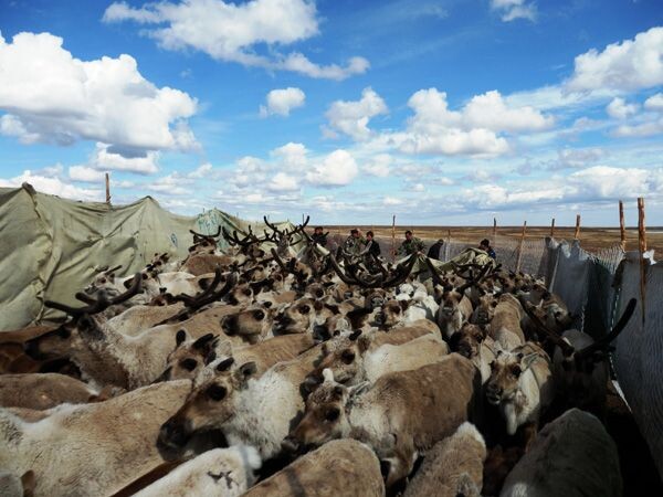 Источник: https://www.ks-yanao.ru/ekonomika/na-yamale-s-payuty-startovala-uboynaya-kampaniya-.html