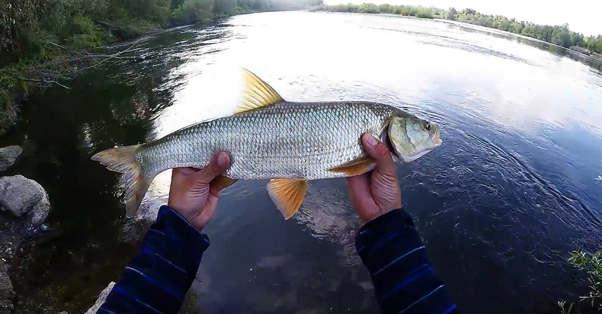 Fish time. Жерех Клязьма. Жерех Балтийский. Жерех рыба. Жерех Самарская область.