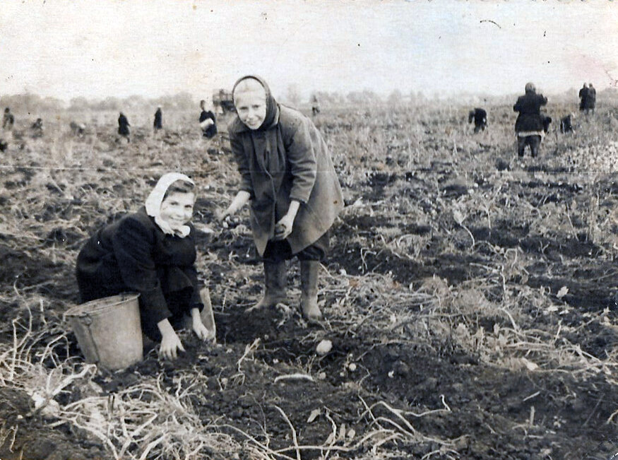 Сбор урожая картошки, 1956 год. 