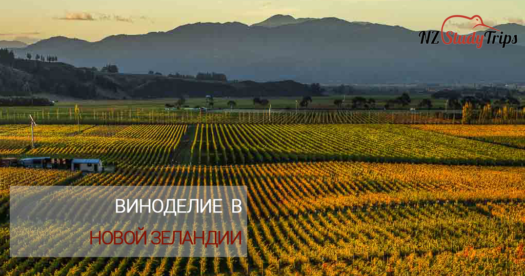 Винодельческая карта новой зеландии