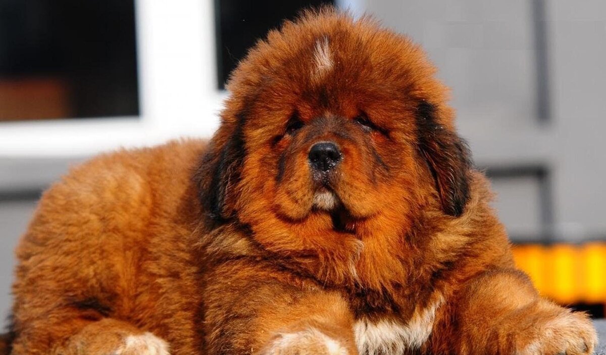 Тибетский мастиф относится к группе молоссовидных собак, характеризующихся внушительными размерами.