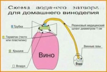 Как из яблок сделать домашнее вино? Рецепт приготовления вина из яблок – в нашей статье!