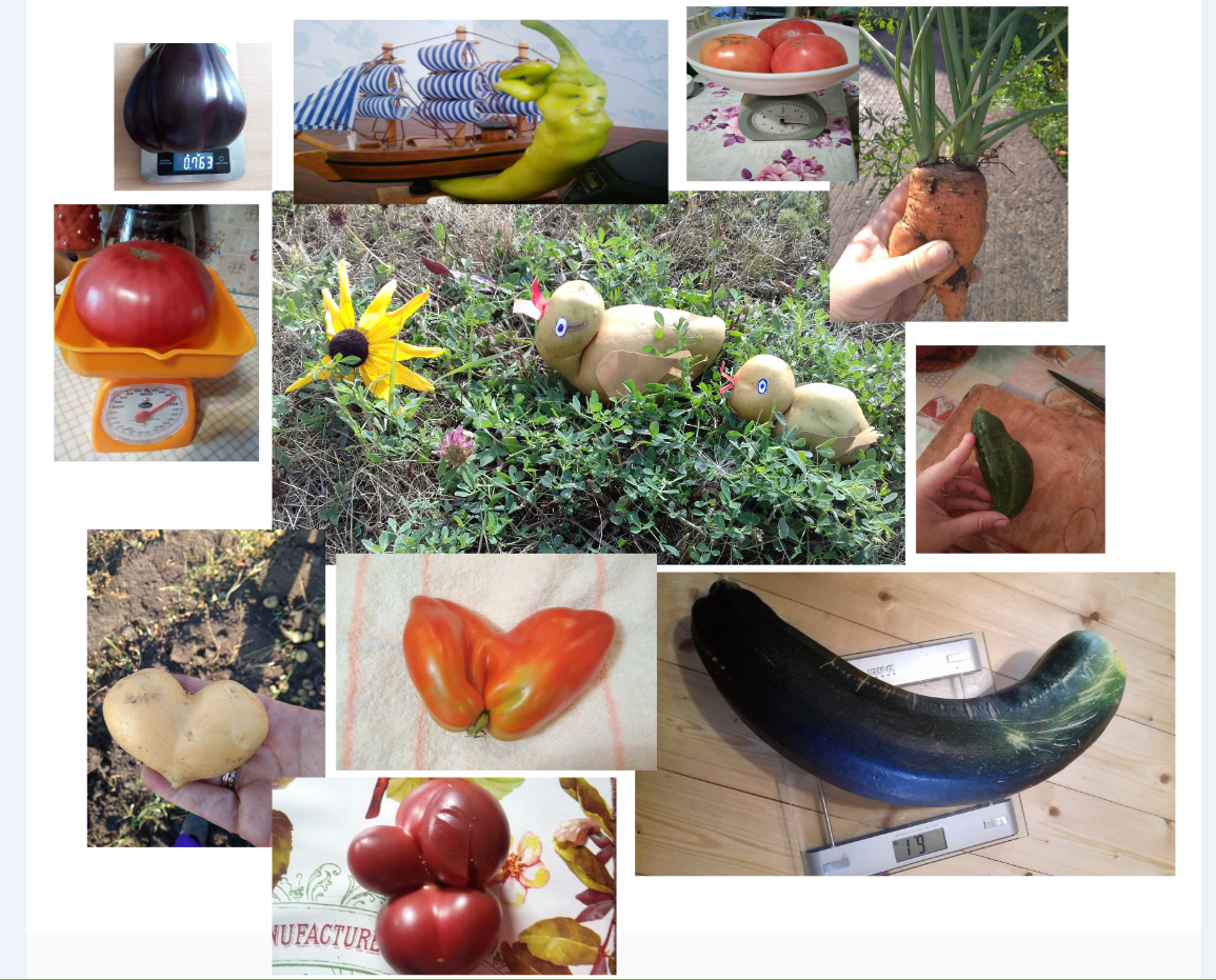 Победителей выбрали путем интернет-голосования читатели газеты. Представлены на голосование были овощи необычной формы, некоторые "брали весом" - килограммовые помидоры и баклажаны.