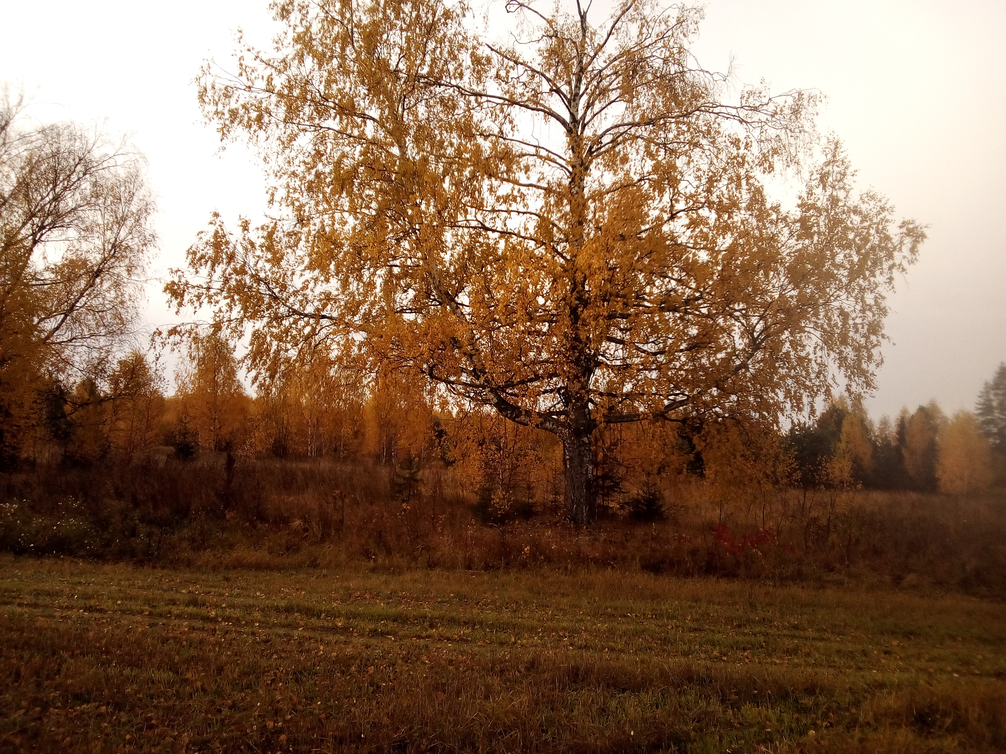 Деревня дали. Осинник Покинутый поселок.