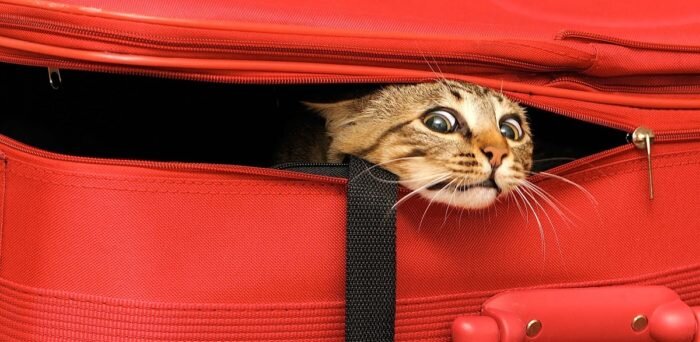 Перевозка кошки в самолете по России и за границу | Билет, Самолет, Отпуск  | Дзен