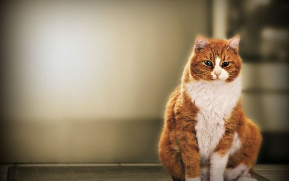 Источник: https://99px.ru/sstorage/53/2013/10/tmb_84773_5654.jpg