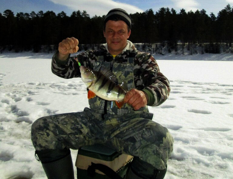 Вот такие окуни попадаются на реке Молога