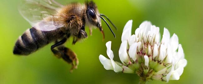 сколько живет рабочая пчела