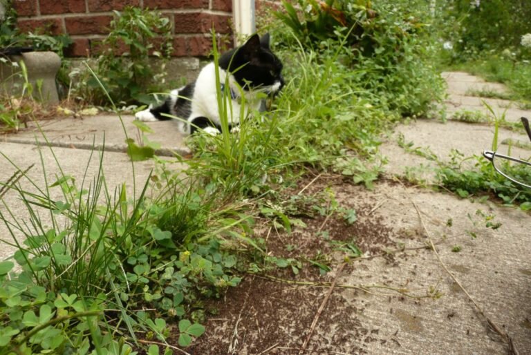 Как отпугнуть муравьев, не прибегнув к “химии”?