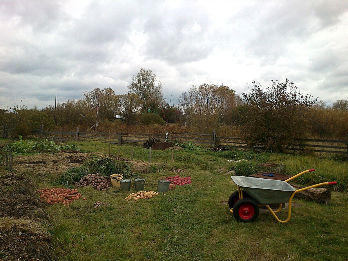 Картошечка пяти вкуснейших сортов: РОЗАРА, АНАСТАСИЯ, РОМАНО, НАКРА, ЛУГОВСКОЙ- рядом ручей, картошку выкопали и...помыли!