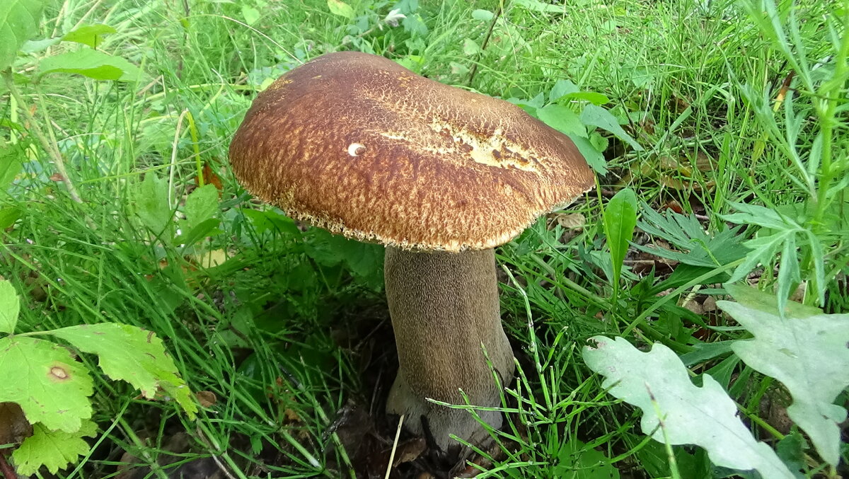  Сегодня выбрался на грибную охоту за белыми грибами. Вы увидите места где я собираю белые грибы как всегда приключение и неизведанные грибные места, в общем будет интересно.  